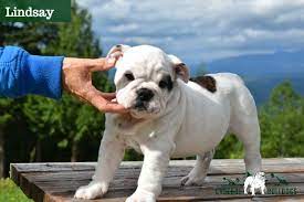Dogs & puppies for sale; Cascade Bulldogs Bulldog Bulldog Puppies Puppies
