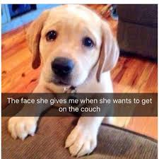 Hilarious Dog Memes Funny Dog Memes Can T Stop Laughing Dog Memes Humor I Love My Dog Stressed Dog Dog Qu Funny Dog Memes Funny Animals Cute Baby Animals