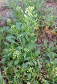 Image result for Cantinoa americana