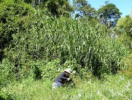 Image result for Phragmites karka
