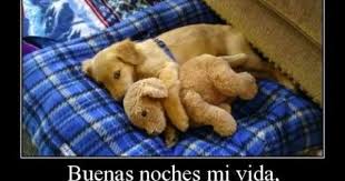 Todo Mensaje De Buenas Noches Para Mi Amor Buscar Con Google Puppy Cuddles Animals Baby Animals