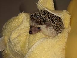 Like puppies, bunnies, babies, and so on. Bathing Your Hedgehog Foot Baths And Normal Baths By Hedgehog 101 Medium
