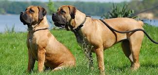 View puppies for sale listings. Tibetan Mastiff Puppies For Sale In South Africa Ldsmissionprep