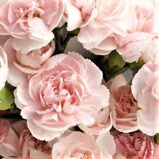Click to watch this free tutorial and see for yourself! Bulk Wholesale Flowers Diy Flowers Wedding Flowers Diy Wedding Flowers Wholesale Flowers Wedding Flower Bouquet Wedding