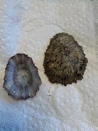 Image result for Patella aspera