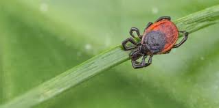 We are surrounded by beautiful nature and have the you are free on saturdays and sundays to do what you like or you can join us when we do fun activities and sightseeing. The Top 5 Most Dangerous Bugs You Ll Find In B C Vancouver Is Awesome