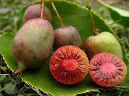 Image result for Actinidia