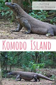 Komodo Hunting On Komodo Island The Traveloguer Travel Blog Komodo Island Komodo Komodo Dragon