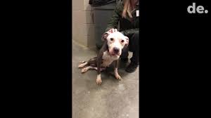 Therefore, i use motel 6 or red roof. Shelter Pit Bull Set On Fire In Virginia Park Has Died