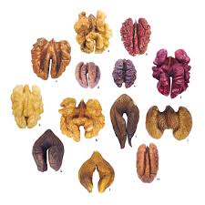 Image result for Juglandaceae