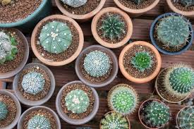 Is it really possible to save a dying cactus? Helping A Dying Cactus Thriftyfun