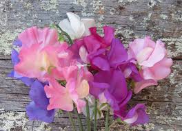 Australia S Sweet Pea Specialists Posts Facebook