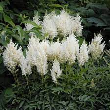 Maybe you would like to learn more about one of these? Astilbe White Gloria Bareroot Plant Perennial Caribbeangardenseed