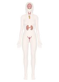 Endocrine System Discover The Anatomy And Function Of Glands