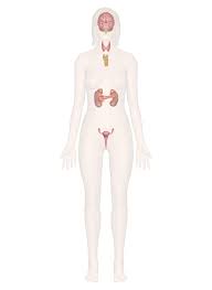 endocrine system discover the anatomy and function of glands