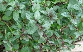 Are they interchangeable in recipes? 37 Best Things To Do With Chocolate Mint Plant Ideas Chocolate Mint Plant Mint Plants Mint