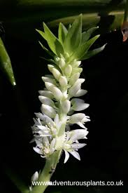 Image result for Eucomis autumnalis