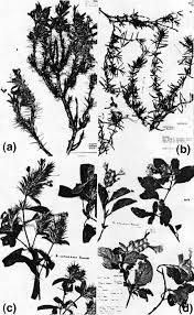 Image result for Barleria grandicalyx