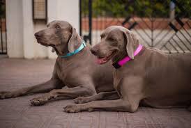 Everything You Should Know Before Buying Pet Online