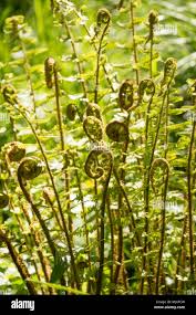 Fiddlehead fern uk hi-res stock photography and images