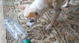 Maybe you would like to learn more about one of these? Diy Dog Puzzle Takes Less Than 5 Minutes To Make