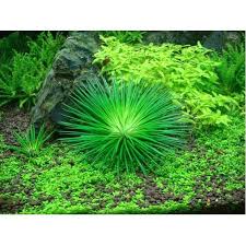 Image result for Eriocaulon africanum