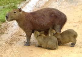 El carpincho (*hydrochoerus hydrochaeris*) es un roedor herbívoro anfibio, que por su tamaño resulta el mayor de los roedores vivientes. 2 Pesos Uruguayos Carpincho Uruguay Numista