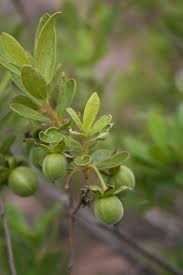 Image result for Diospyros lycioides