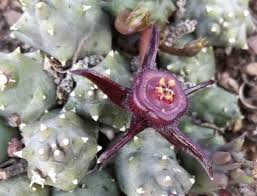 Image result for Duvalia polita