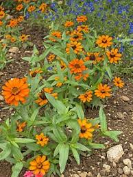 Le zinnia profusion double fire produit des centaines de fleurs très doubles, larges de 5 cm, d'un orange flamboyant qui attire tous les regards. Zinnia Angustifolia Wikipedia