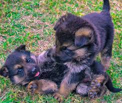 We did not find results for: What Do German Shepherd Puppies Like To Play With 30 Games