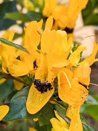 Image result for Ruttya fruticosa