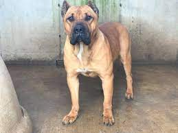A sanders presa canario has incomparable prey drive and remarkable stability. Presa Canario Puppies Home Facebook