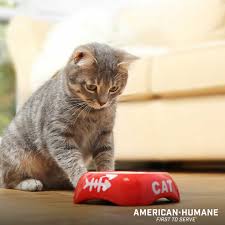 Love colour by number, pixel art games, colouring and poly jigsaw puzzles ? Feline Diabetes American Humane American Humane
