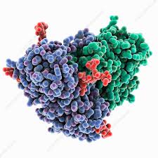 Image result for Ricin