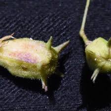 Image result for Hermannia kirkii