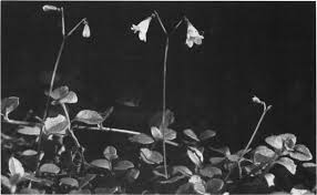 Image result for Vincetoxicum apiculatum