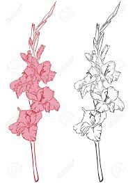 15354708 Line Art Image Of A Flower Gladiolus Stock Vector Jpg 945 1300 Gladiolus Flower Tattoos Birth Flower Tattoos Flower Drawing