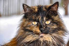 This breed is also known as persian longhair in some english countries. Portrait Of Beautiful Long Hair Tortoiseshell Cat With Yellow Stock Photo Picture And Royalty Free Image Image 96396378