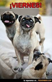 Pug De Viernes Pugs Funny Cute Pugs Pugs