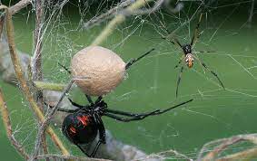 Every marvel movie releasing after. Black Widow Spiders Nature S Odd Couple