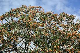 Image result for Erythrina fusca