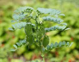 Image result for Cicer