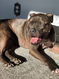 They Tried To Put Me On The Cover Of Vogue Tik Tok Christmas Eve Sunbathing Dogpictures Dogs Aww Cuteanimals Dogsoftwitter Dog Cute Pitbulls Cute Animals Dog Pictures