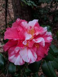 Camellia Japonica Edna Bass Variegated Japonica Variegated Flowers