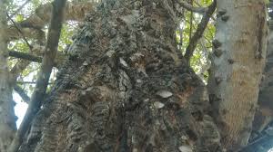 Image result for Garcinia buchananii