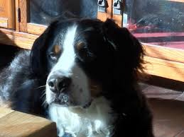 We did not find results for: Bernese Mountain Dog Rescue Rehome Of Northern California Home Facebook