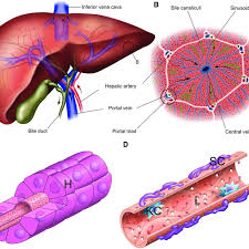 Browse our human liver diagram images, graphics, and designs from +79.322 free vectors graphics. Liver Anatomy A Entire Organ And Blood Supply Blue Indicates Venous Download Scientific Diagram
