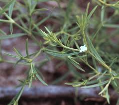 Image result for Oldenlandia angolensis