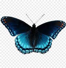 Butterflies Clipart Realistic Clip Art Realistic Butterfly Png Image With Transparent Background Png Free Png Images Butterfly Clip Art Butterfly Photos Clip Art